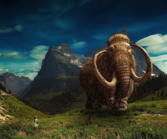 Adaptations and extinction of Woolly mammoths
